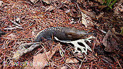 F048005: Sarner Schnegel (Limax sarnensis)