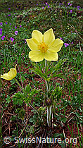 F048015: Schwefel-Anemonen
