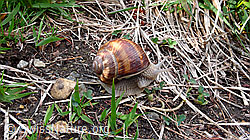 F048067: Weinbergschnecke (Helix pomatia)