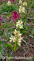 F048246: Orchideen