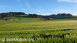 F048403: Landwirtschaftsland und Bauernhöfe