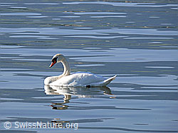 F048611: Höckerschwan (Cygnus olor) mit Spiegelung