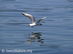 F048619: Fliegende Möwe mit Spiegelung