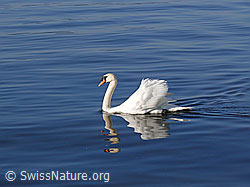 F048623: Schwimmender Höckerschwan (Cygnus olor) mit Spiegelbild