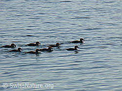 F048661: Kücken der Gänsesäger (Mergus merganser)