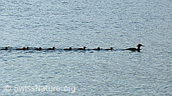 F048665: Tierfamilie unterwegs. Gänsesäger (Mergus merganser)