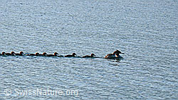 F048668: Wasservögel auf Familienausflug. Gänsesäger (Mergus merganser)