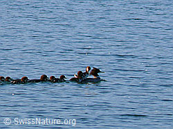 F048672: Schwimmende Gänsesäger (Mergus merganser) mit Kücken