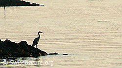 F048689: Graureiher (Ardea cinerea) am Seeufer