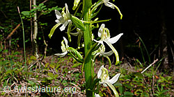 Foto: Grünliches Breitkölbchen (Platanthera chlorantha)