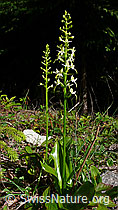 Foto: Grünliches Breitkölbchen (Platanthera chlorantha)