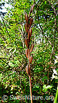 Foto: Grünliches Breitkölbchen (Platanthera chlorantha)