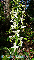 Foto: Grünliches Breitkölbchen (Platanthera chlorantha)