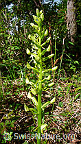 Foto: Grünliches Breitkölbchen (Platanthera chlorantha)