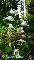 F048763: Langblättriges Waldvögelein (Cephalanthera longifolia)