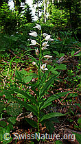 F048768: Langblättriges Waldvögelein (Cephalanthera longifolia)