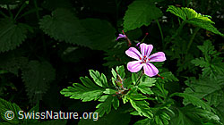 F048796: Ruprechtskraut (Geranium robertianum)