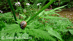 F048935: Baumschnecke (Arianta arbustorum)
