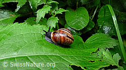 F048940: Gefleckte Schnirkelschnecke (Arianta arbustorum)