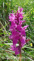Foto: Geflecktes Knabenkraut