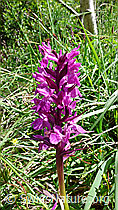 Foto: Knabenkraut