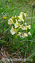 F049144: Knolliges Läusekraut