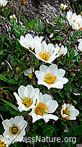 Foto: Silberwurz