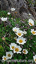 Foto: Silberwurz