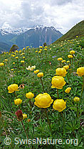 F049187: Trollblumen in Berglandschaft