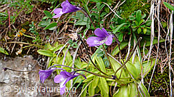 F049219: Fettblatt