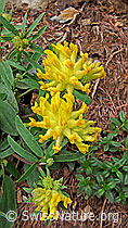 F049221: Wundklee