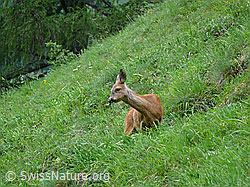Foto: Reh beim Grasen