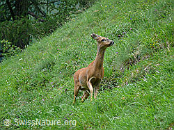 Foto: Rehgeiss unterwegs