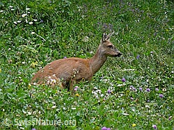 Foto: Reh in Blumenwiese