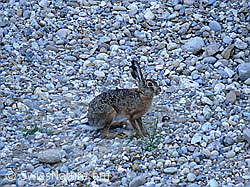 F049630: Feldhase (Lepus europaeus)