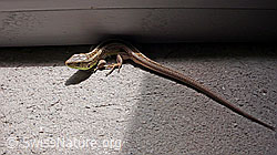 F049642: Zauneidechse (Lacerta agilis)