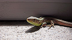 F049643: Zauneidechse (Lacerta agilis)