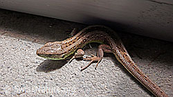 F049645: Zauneidechse (Lacerta agilis)