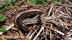 F049654: Blindschleiche (Anguis fragilis)