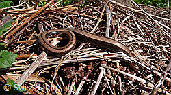 F049656: Blindschleiche (Anguis fragilis)