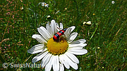 Gemeiner Bienenkäfer (Trichodes apiarius) auf  Gewöhnlicher Wiesen-Margerite (Leucanthemum vulgare)
