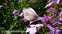 Kleiner Kohlweissling (Pieris rapae) an Gemeiner Nachtviole (Hesperis matronalis) (F049683)