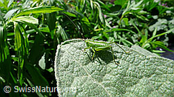 Junges Grünes Heupferd (Tettigonia viridissima) (F049702)