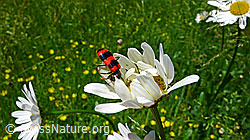 Gemeiner Bienenkäfer (Trichodes apiarius) auf  Gewöhnlicher Wiesen-Margerite (Leucanthemum vulgare) (F049708)