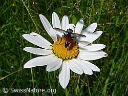 Schwebefliege auf Margerite (F049727)