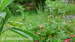 Grünes Heupferd (Tettigonia viridissima) (F049762)