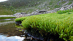 F050875: Moosrasen am Ufer