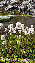 F050893: Scheuchzers Wollgras (Eriphorum Scheuchzeri)