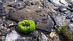 F050930: Moospolster und Steinplatten
