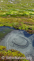 F050980: Tümpel in Moorlandschaft
